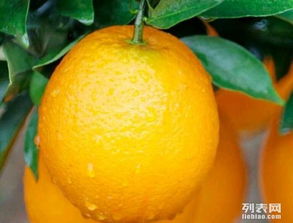 新鮮采摘的原產地汁源 江西信豐臍橙大量批發，從果園直達您的掌心